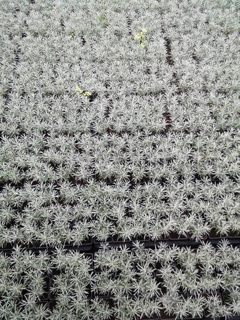 Read more about the article FTS session “The Role of Non-Profits In Indoor Ag” at Indoor Ag-Con 2019 Las Vegas