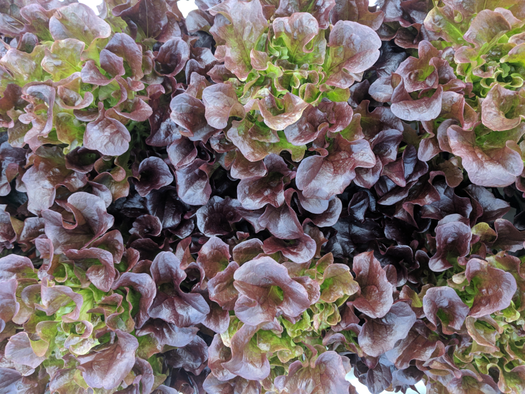 Read more about the article Seven days to go for the major FarmTech Society contribution at the Vertical/Indoor Farming Pavilion GreenTech tradeshow & café round table talks