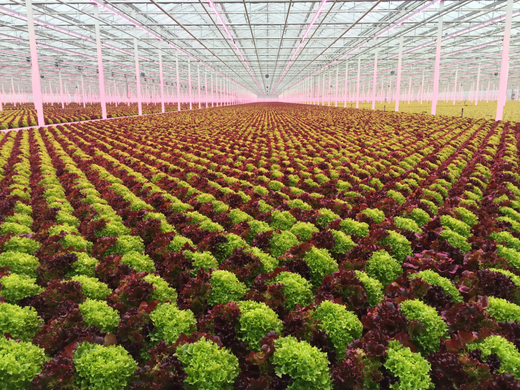 Read more about the article What is CEA & What Can it Offer for Our Future?