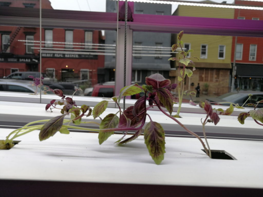 Read more about the article Basil in the Boardroom: Why our food shouldn’t work from home​